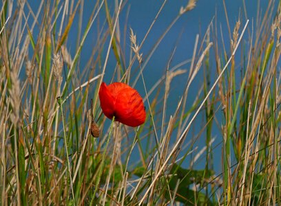 Red flower red poppy photo