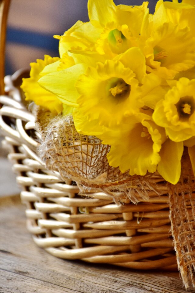 Basket blossom bloom