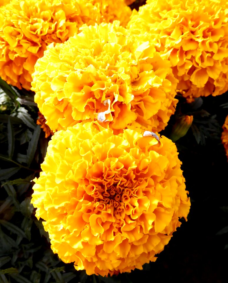 Chrysanthemum yellow flower