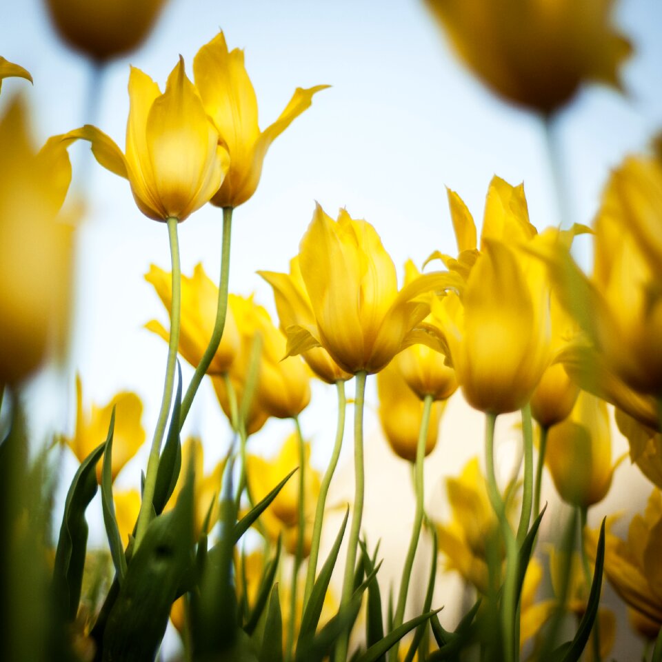 Spring floral blossom photo