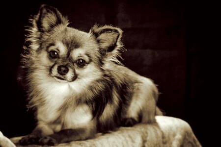 Pets chiwawa white brown photo