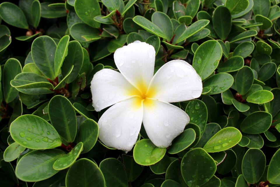 Plumeria drop green