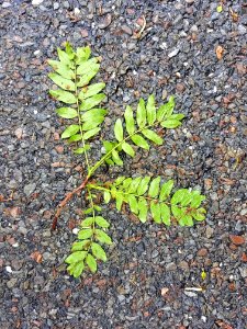 Leaves on asphalt - Arlington, MA