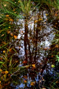 Leaves and reflections in a mossy puddle 5