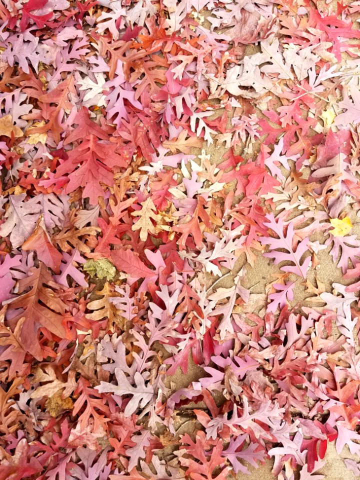 Leaves 1 - Arlington, MA