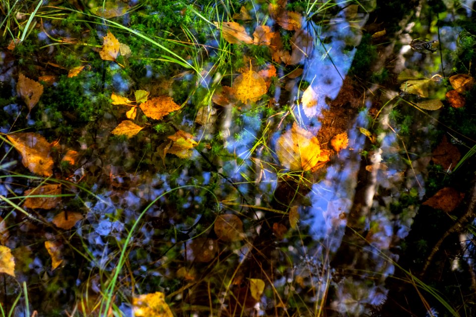 Leaves and reflections in a mossy puddle 3