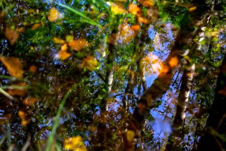 Leaves and reflections in a mossy puddle 2