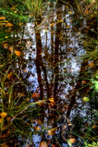 Leaves and reflections in a mossy puddle 6