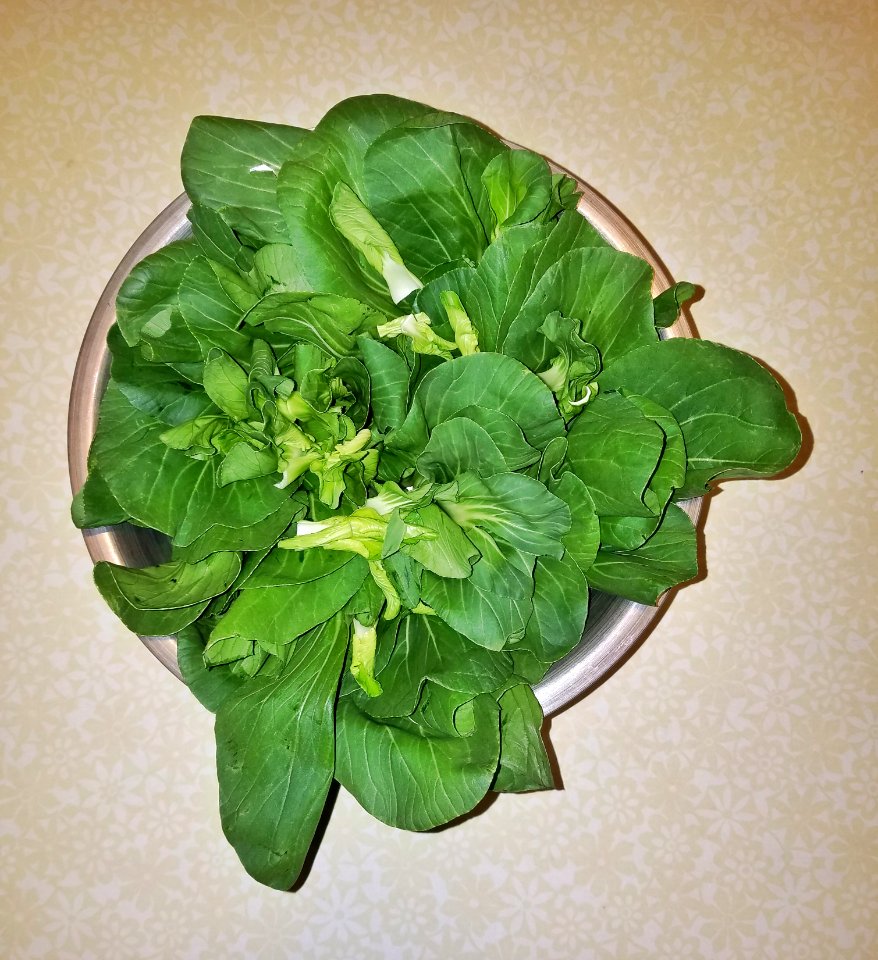 Leaves - Massachusetts