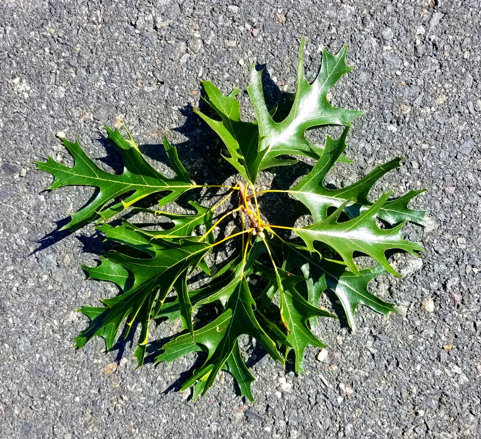 Leaves - Arlington, MA - 20200906 092612