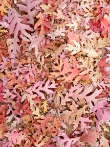 Leaves 2 - Arlington, MA