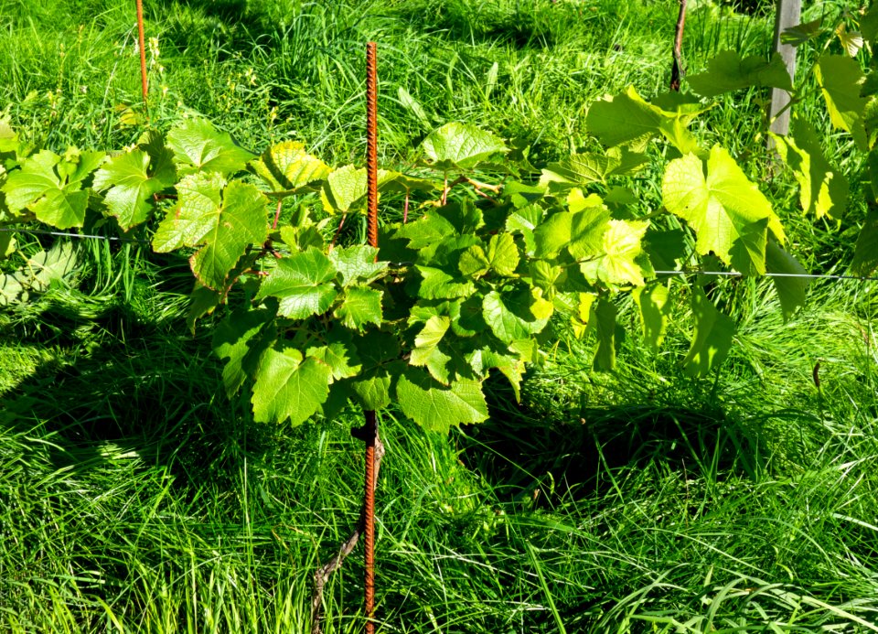 Leaves and grapes in Chateaux Luna vineyard 3