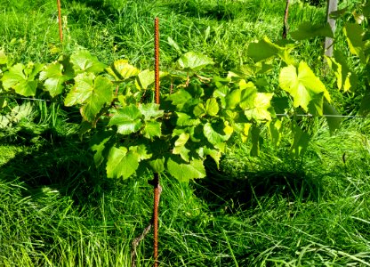 Leaves and grapes in Chateaux Luna vineyard 3