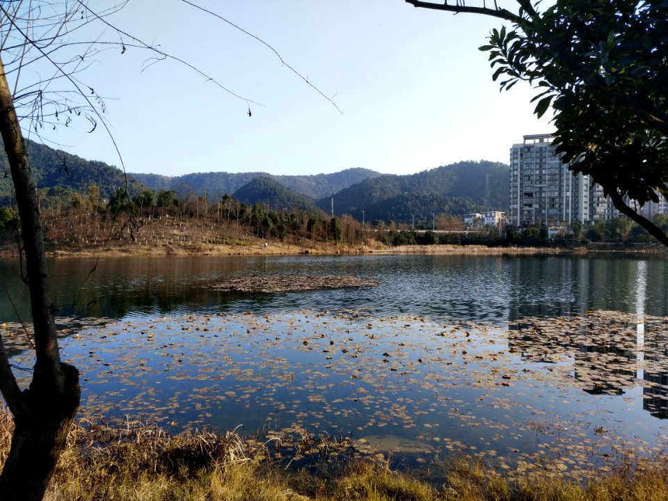 Leaves floating on the Meixi Lake, picture2