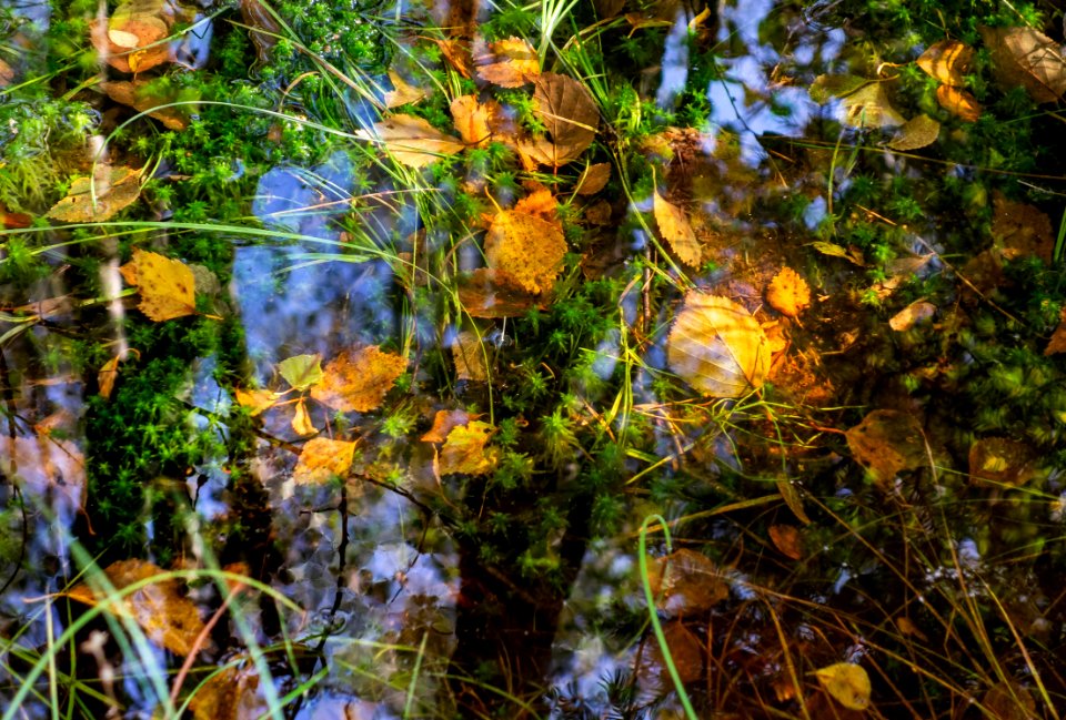 Leaves and reflections in a mossy puddle 1