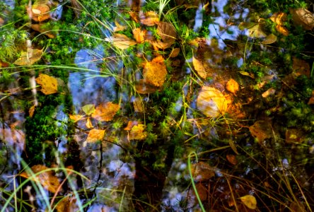 Leaves and reflections in a mossy puddle 1 photo