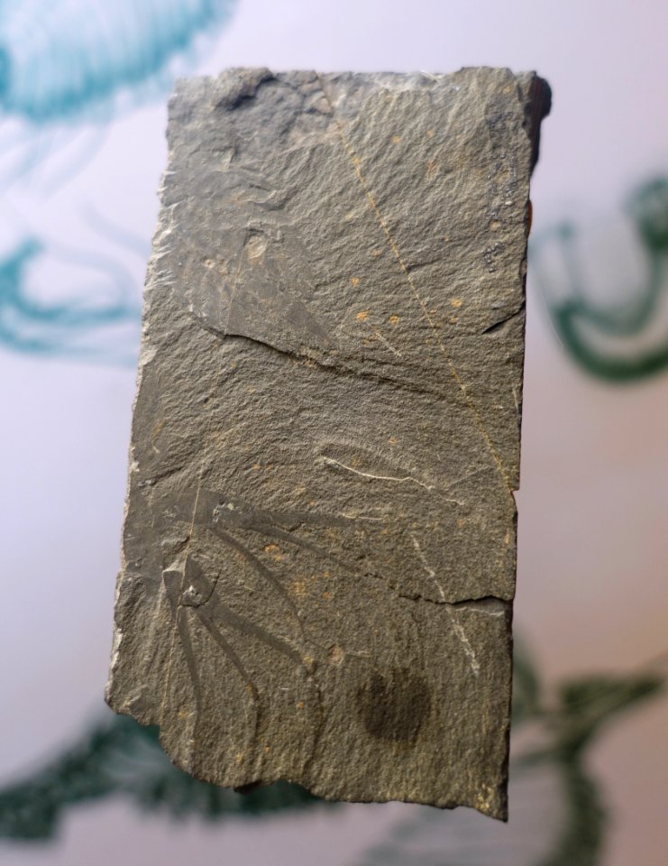 Leanchoilia, Burgess Shall - Redpath Museum - McGill University - Montreal, Canada - DSC07938