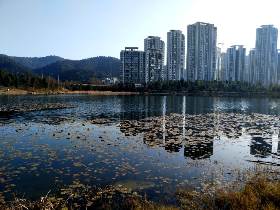 Leaves floating on the Meixi Lake, picture3