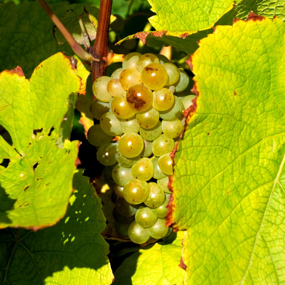 Leaves and grapes in Chateaux Luna vineyard 2