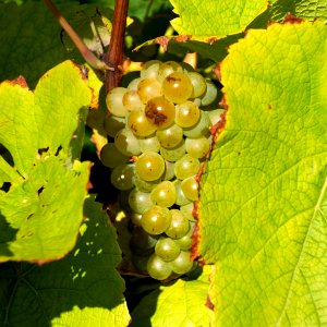 Leaves and grapes in Chateaux Luna vineyard 2