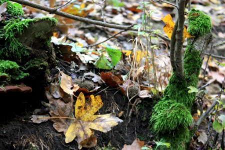 Leaves And Moss (179749339)