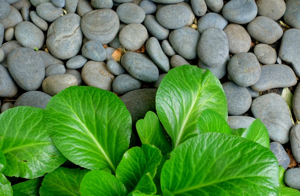 Leaves and stones - Boston, MA - DSC06871