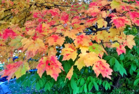 Leaves 3 - Arlington, MA