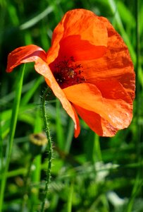 Nature wild flowers petals