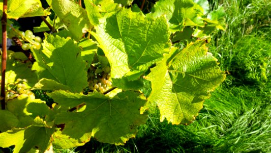 Leaves and grapes in Chateaux Luna vineyard 1