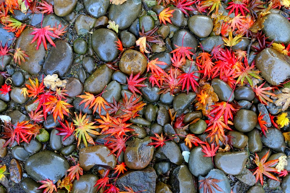 Leaves on rocks - Oregon Garden - Silverton, Oregon - DSC00184