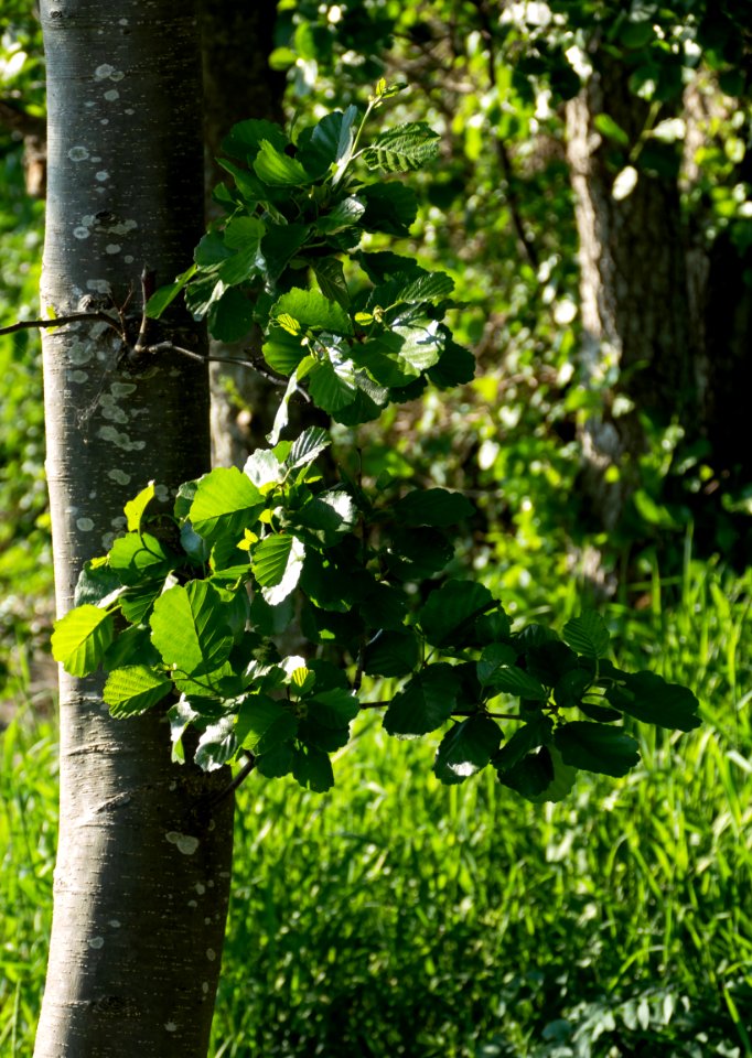 Leaves on a common alder in Norrkila