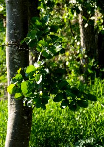 Leaves on a common alder in Norrkila