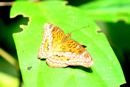 Lebadea martha ssp. malayana