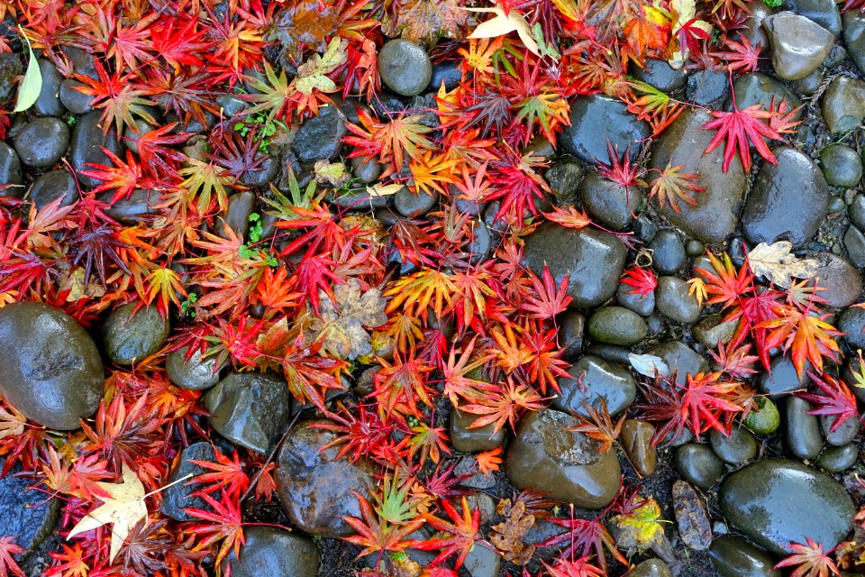 Leaves on rocks - Oregon Garden - Silverton, Oregon - DSC00182