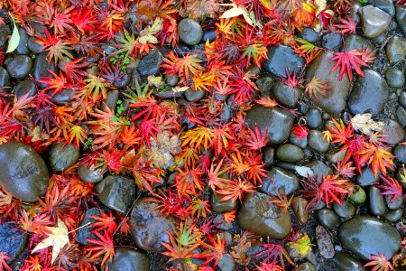 Leaves on rocks - Oregon Garden - Silverton, Oregon - DSC00182