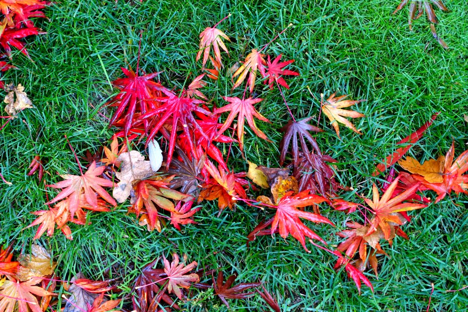 Leaves on grass - Oregon Garden - Silverton, Oregon - DSC00186