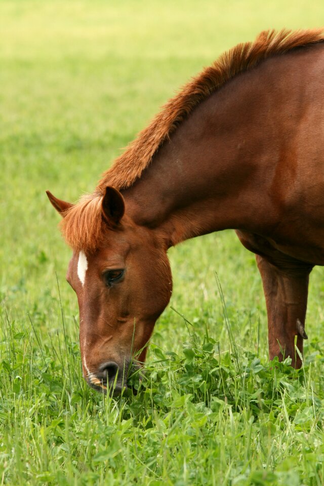 Eating hay pasture horse head