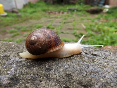 Snail molluscum spiral