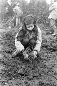 Leerlingen van Rosj Pina school planten bomen in Amstelpark, Amsterdam meisje p, Bestanddeelnr 924-2535