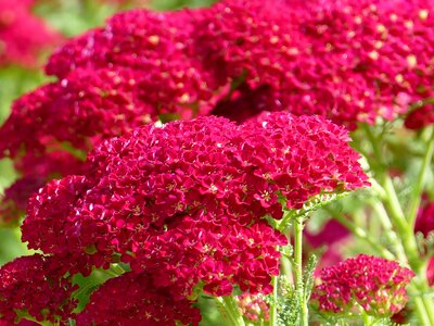 Yarrow red flower nature