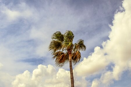 Palm tropical paradise photo