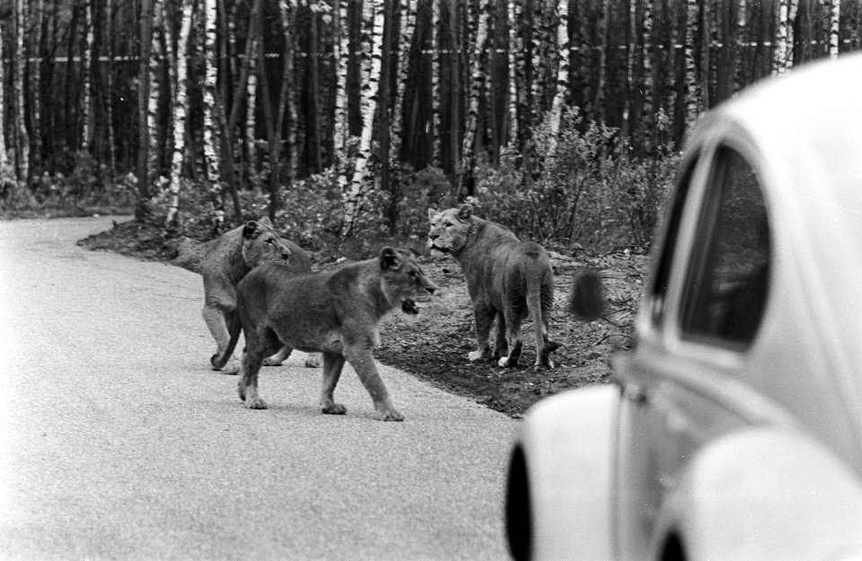 Leeuwen los in Burgers Dierenpark te Arnhem. Leeuwen tussen de autos, Bestanddeelnr 921-3410 photo