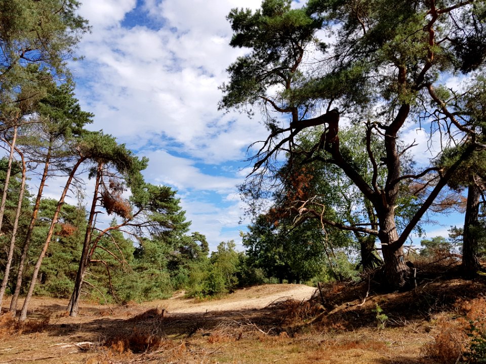 Leersumse veld - 1