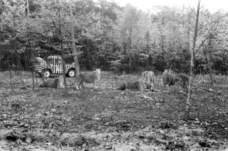 Leeuwen los in Burgers Dierenpark te Arnhem, Bestanddeelnr 921-3417