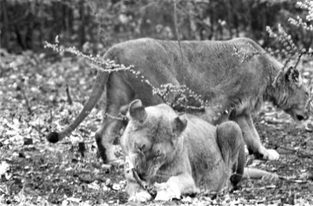 Leeuwen los in Burgers Dierenpark te Arnhem, Bestanddeelnr 921-3418