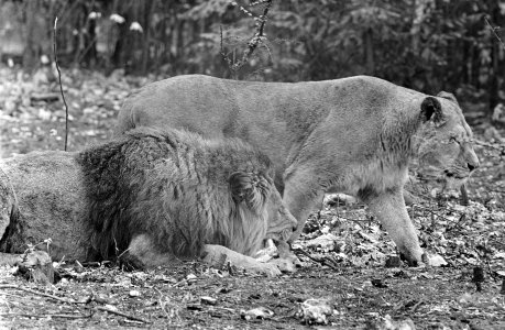 Leeuwen los in Burgers Dierenpark te Arnhem, Bestanddeelnr 921-3415