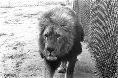Leeuwen los in Burgers Dierenpark te Arnhem V, Bestanddeelnr 921-3420
