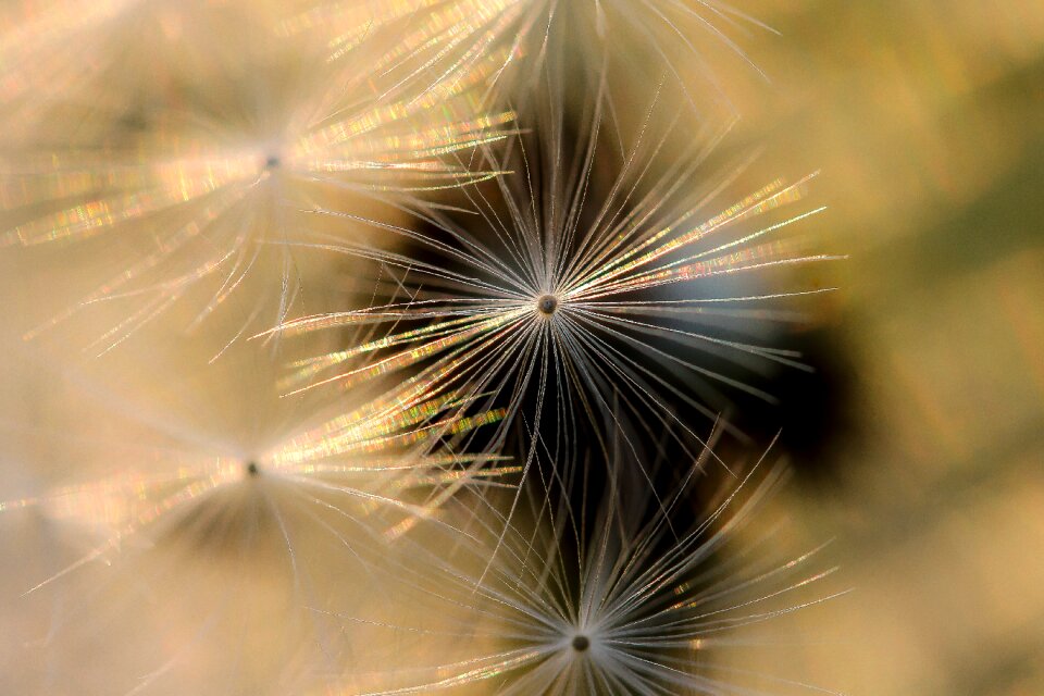 Nature macro plant