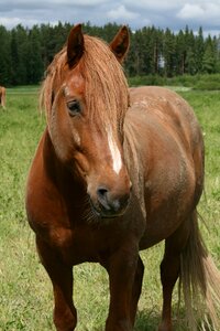 Brown horse at grass pasture photo