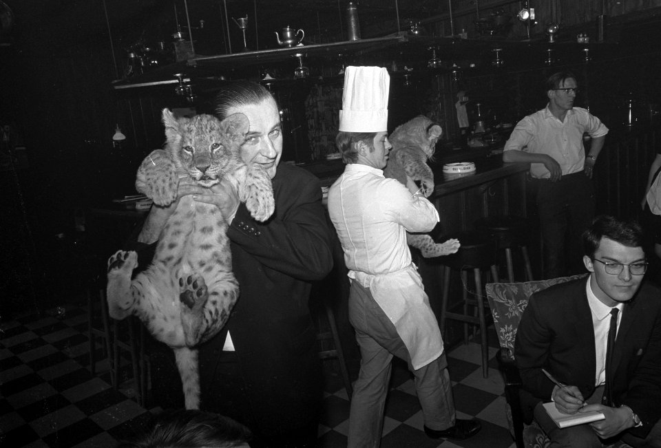 Leeuwtjes dineren in restaurant van Boltini in Soesterberg. De kok verwijdert le, Bestanddeelnr 921-3696